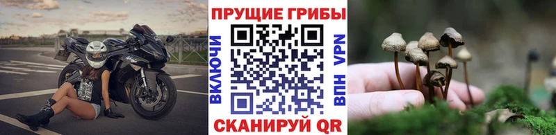 Купить закладки  Сибай  Псилоцибиновые грибы мухоморы 